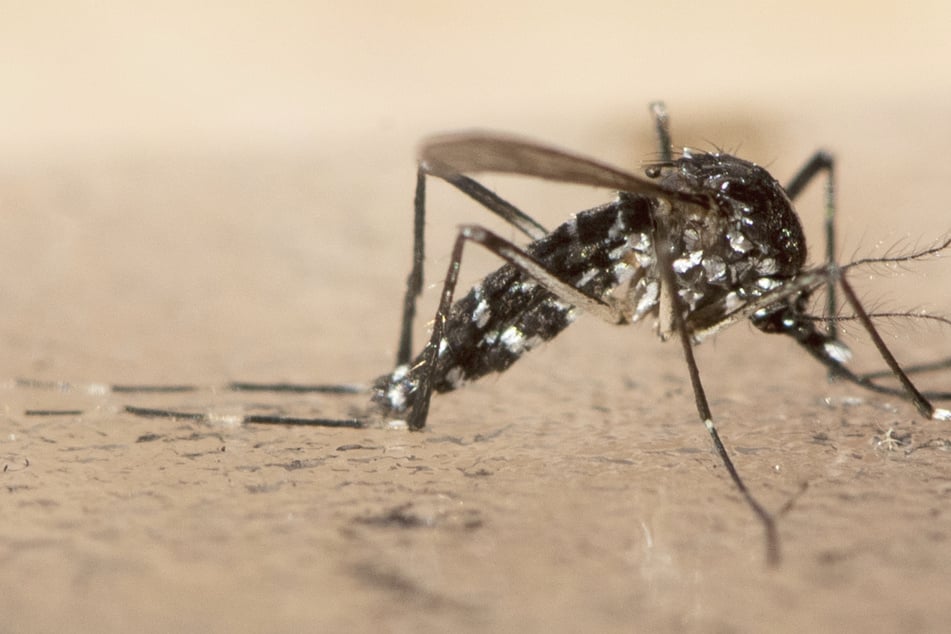 Invasion der Tigermücke: Kommen aggressive Moskitos jetzt auch zu uns?