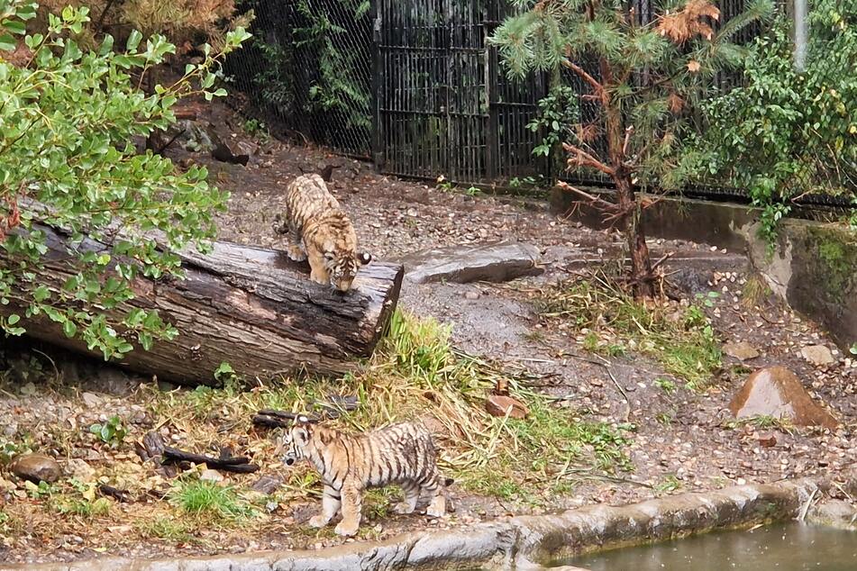 Die frisch getauften Tigerbabys erkunden das Außengehege im Tierpark Hagenbeck.