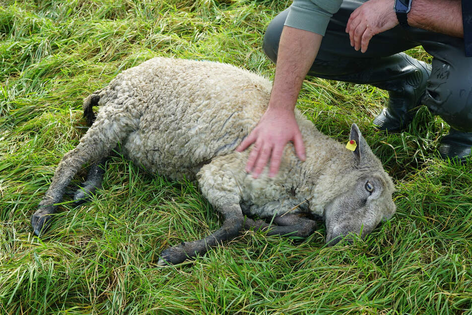 Das Schaf war in einen kleinen Fluss geraten und konnte nicht mehr selbstständig zurück an Land.