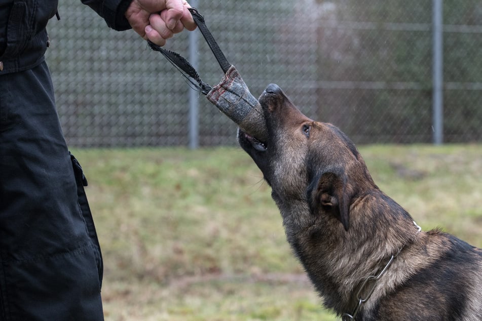 Nach Verbot von Stachelhalsbändern: So ändert sich der Einsatz der Polizeihunde