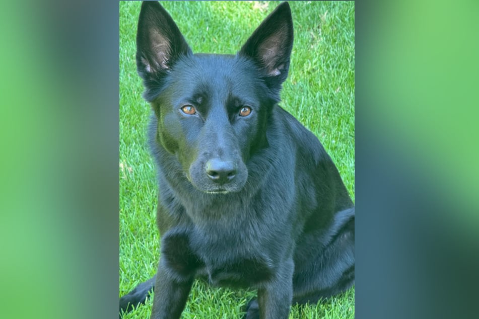 Hündin Molly hat eine Ausbildung zum Schutzhund absolviert.