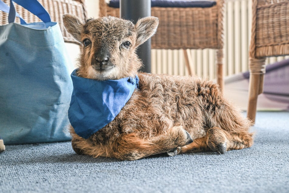 Das kleine Flaschenlämmchen Henry liegt im Büro der Bürgermeisterin von Enzklösterle. Das Tier begleitet die Lokalpolitikerin auf Schritt und Tritt.