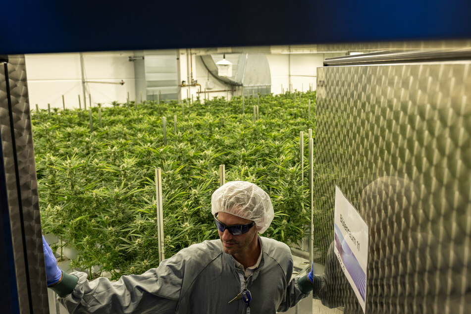 Die Cannabis-Pflanzen werden strengstens überwacht.