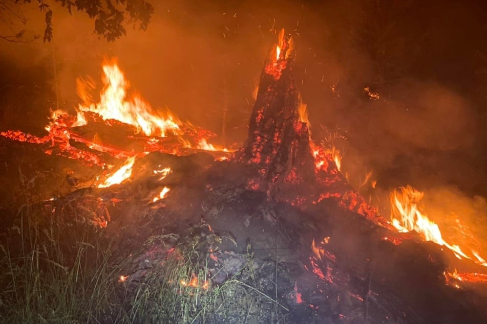 Im Harz brennt es erneut: Betroffen ist eine Fläche von etwa fünf Hektar.