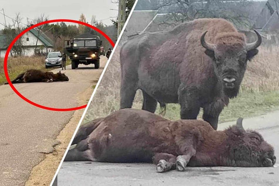 Bison von Lkw-Fahrer getötet, anderes Tier steht hilflos daneben