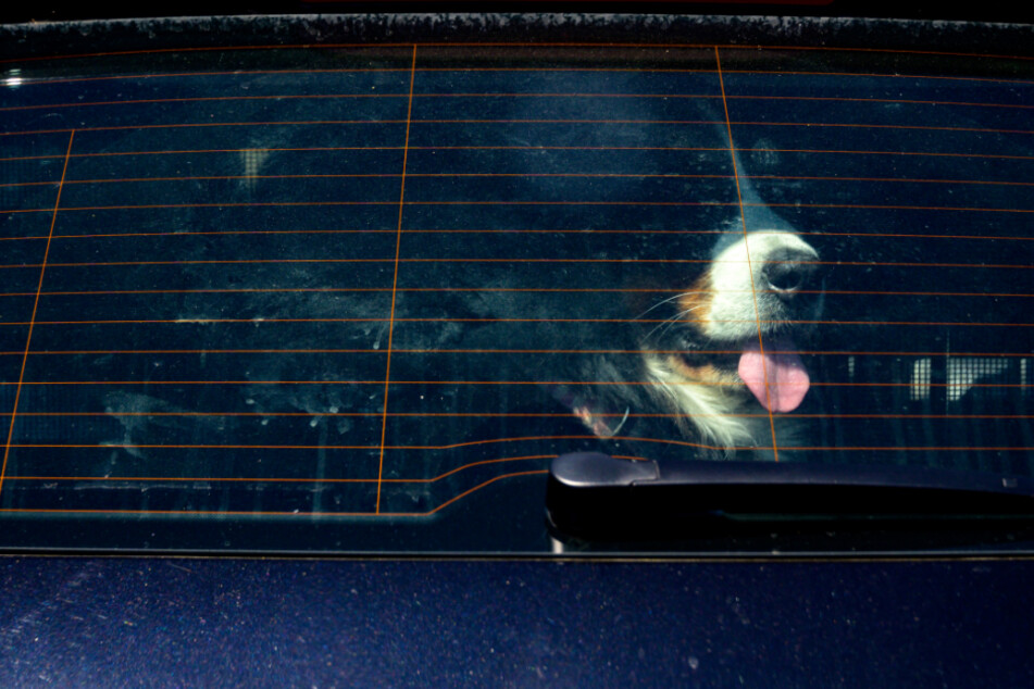 Der Hund starb noch während der Bergung aus dem Auto. Nun ermittelt die Polizei gegen sein Herrchen. (Symbolbild)
