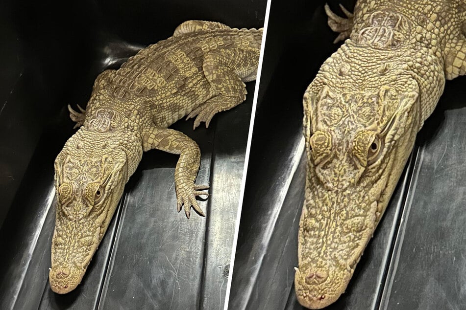 Reptilien-WG und Balkon-Krokodil: Bewohnerin drohen zehn Jahre Knast