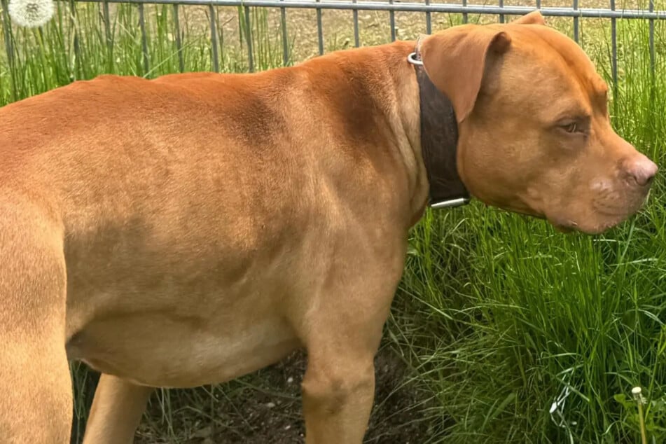 Andere Hunde können dem Vierbeiner in seinem zukünftigen Heim gestohlen bleiben.