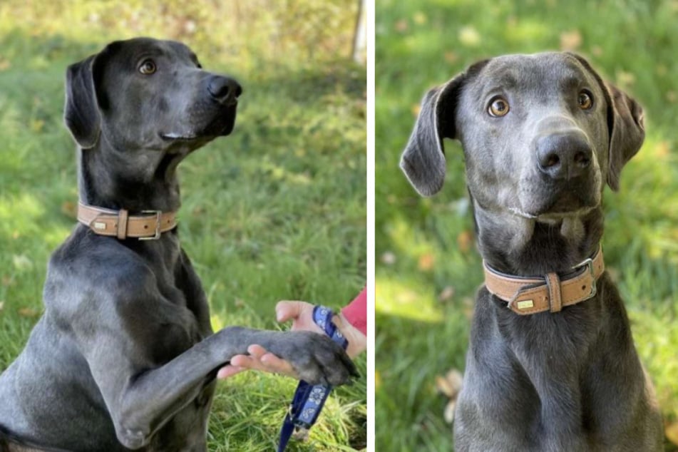 Der Weimaraner-Mix Marlo (4) ist ein intelligenter Hund.