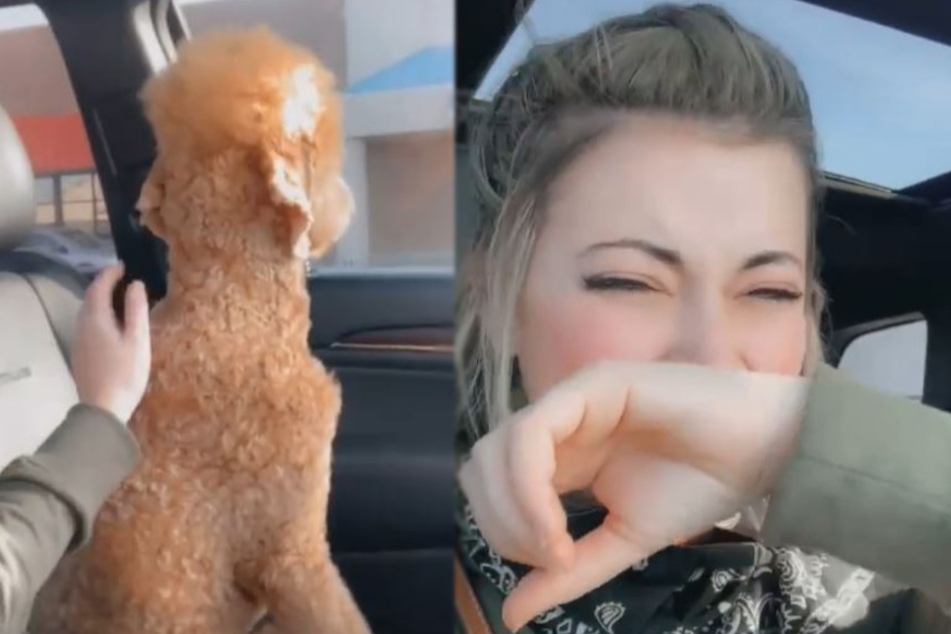 TikTok user can't stop laughing at her dog's new hairstyle