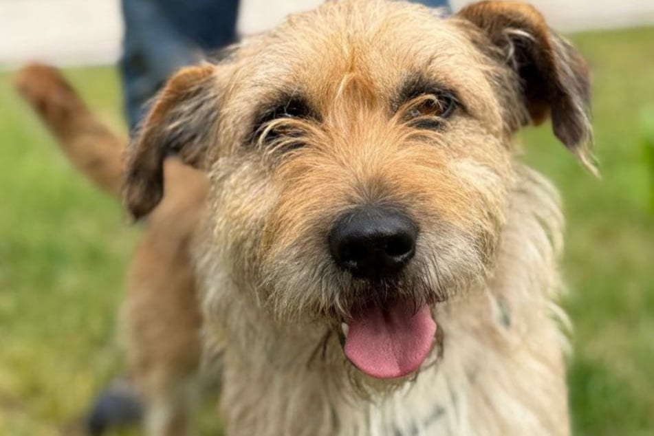 Der Terrier-Mischling ist lieb, stets gut gelaunt und menschenbezogen.
