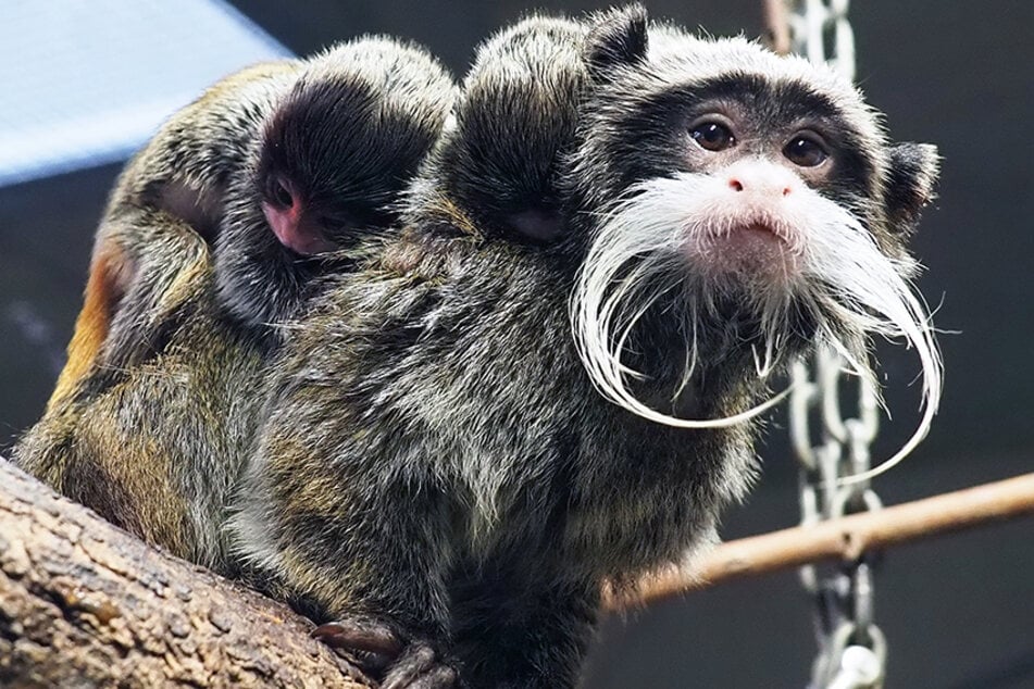 Ab sofort gehören zwei kleine Affenbabys zur Leipziger Zoofamilie.