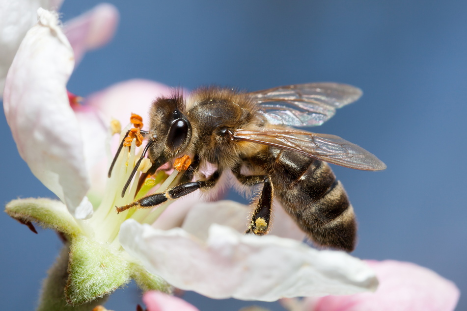 Nektar ist der Bienen Leibgericht. Weil sie mehrere Pflanzen anfliegen, helfen sie so diesen bei der Fortpflanzung durch Pollen-Bestäubung.