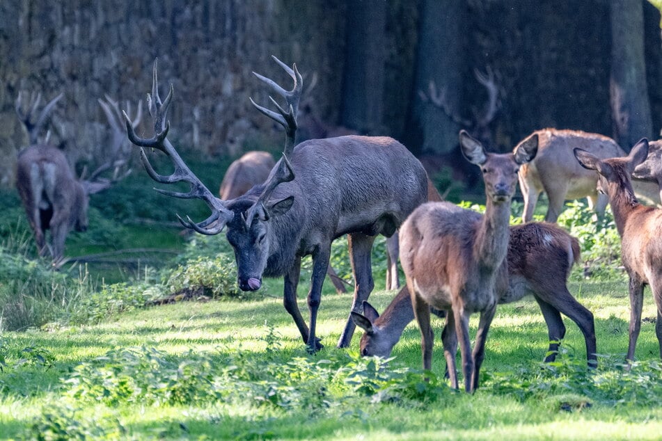 Die Rothirsche im Wildgehege Moritzburg freuen sich über ihre neuen Mitbewohner.