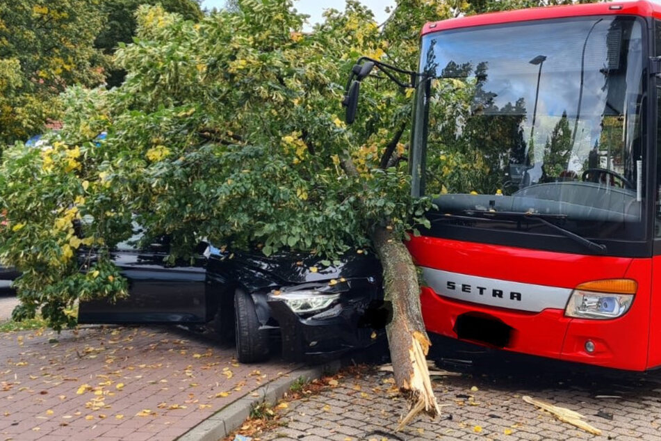 Betrunkener sorgt für Unfall-Chaos: Baum stürzt auf Wagen
