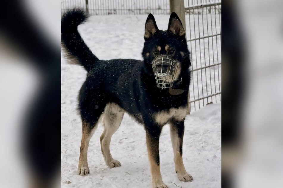 Fenris necesita un liderazgo soberano.