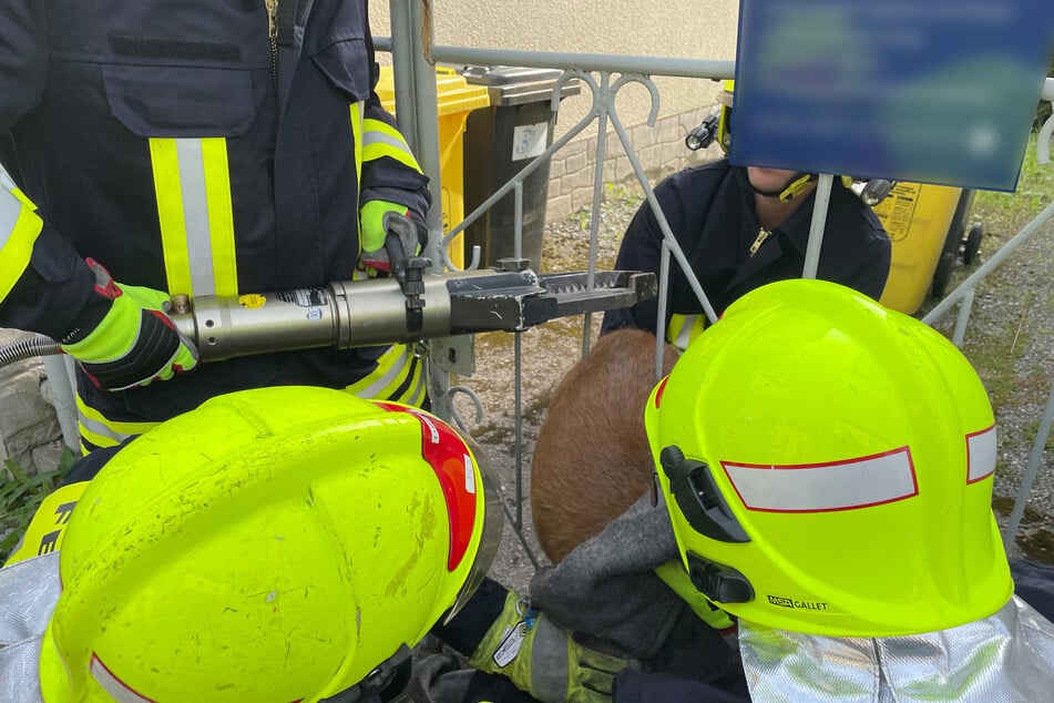 Mit einem hydraulischen Gerät durchtrennten die Kameraden der Feuerwehr eine Stange an dem Zaun, um das Reh zu befreien.