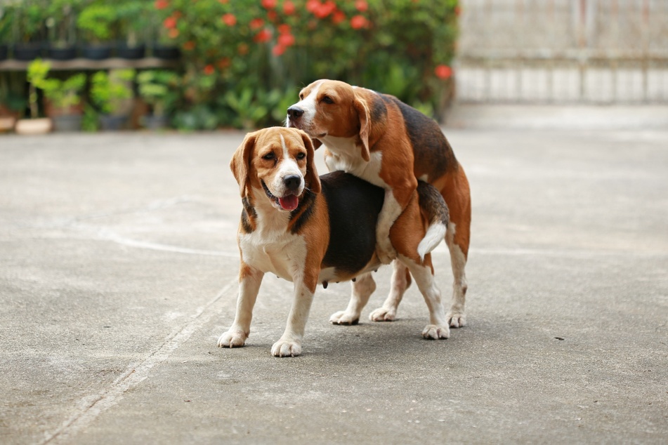 Hunde werden vergleichsweise früh geschlechtsreif.