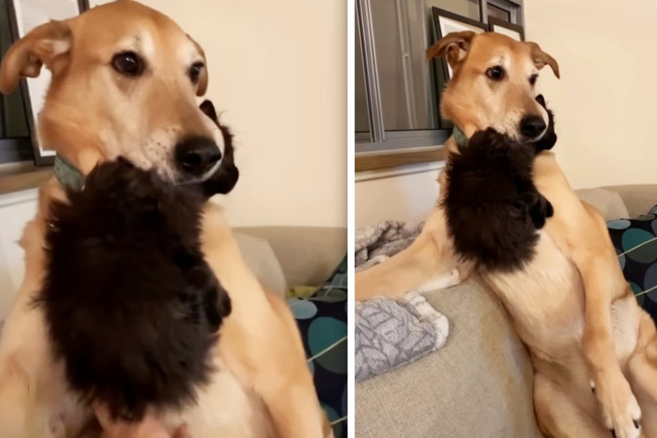 Dog caring for foster kittens is "scary at first" but wins over the internet