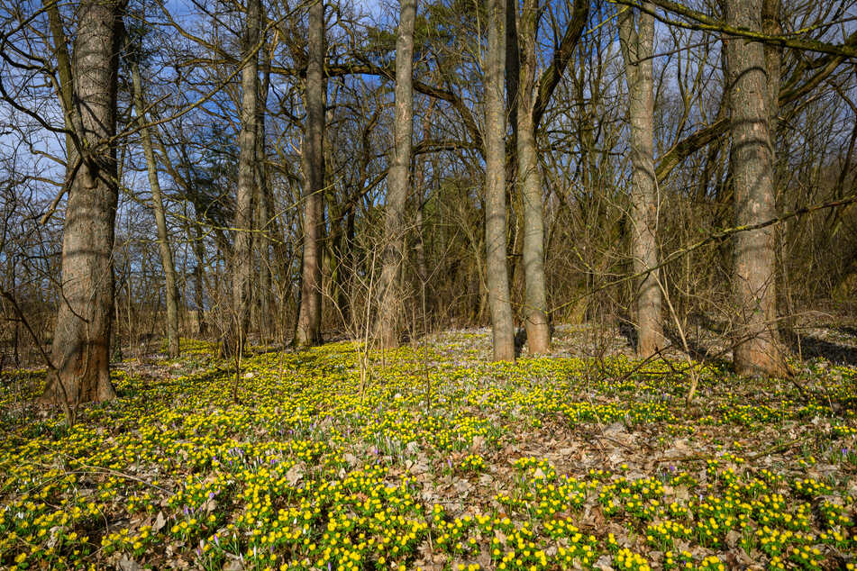 Wie es zu dem Unfall im Wald kommen konnte, wird nun ermittelt. (Symbolbild)