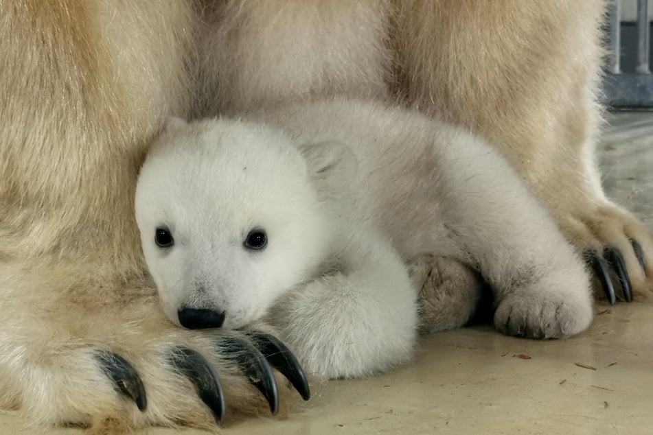 Das Eisbärenjunge bei Mama Victoria im Tierpark Hagenbeck. Ihr könnt helfen einen Namen für das süße Neugeborene zu finden.