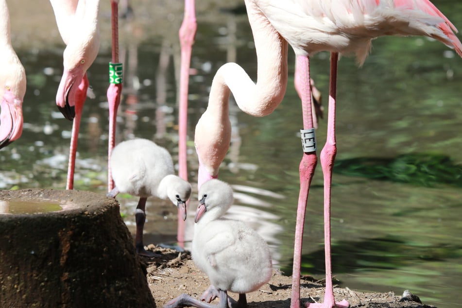 Bei Eurem Besuch im Chemnitzer Tierpark könnt Ihr sicher auch den Nachwuchs der Flamingos beobachten.