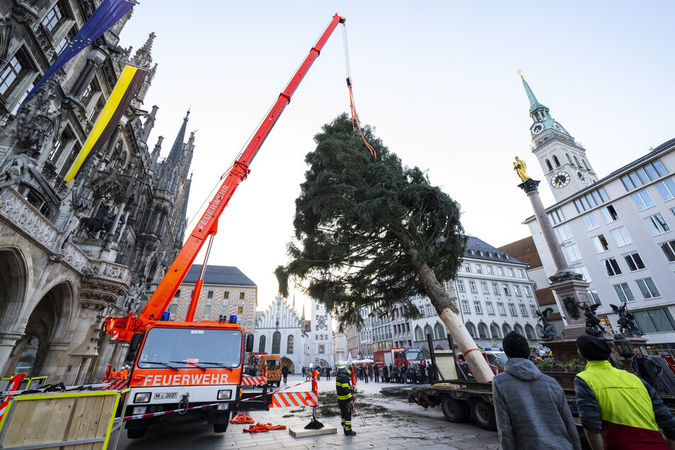 Die Küstentanne aus der Gemeinde Antdorf wird auf dem Marienplatz aufgestellt.