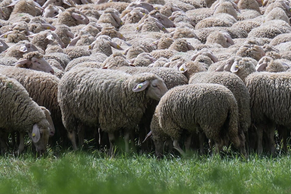 Gefahr für Landwirte: Dieser Virus breitet sich im Südwesten aus!