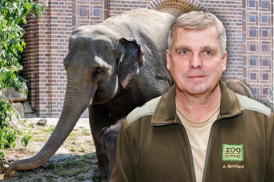 Kurz vor seinem Abschied: Zootierarzt kämpft um Elefant Kewa – 100 Kilo totes Kalb seit drei Jahren im Bauch