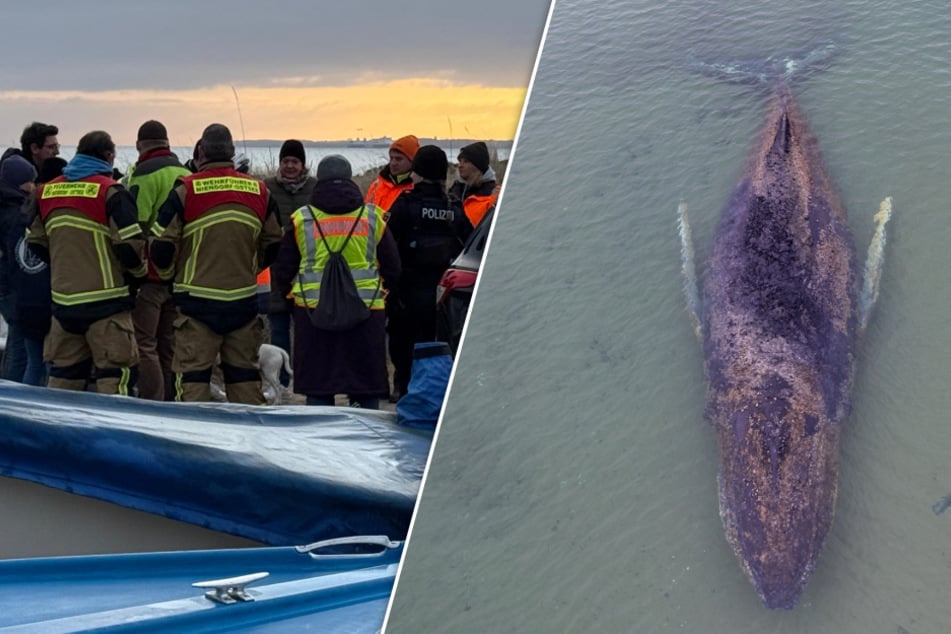 Gestrandeter Buckelwal in der Ostsee: Vorbereitungen für Baggereinsatz laufen