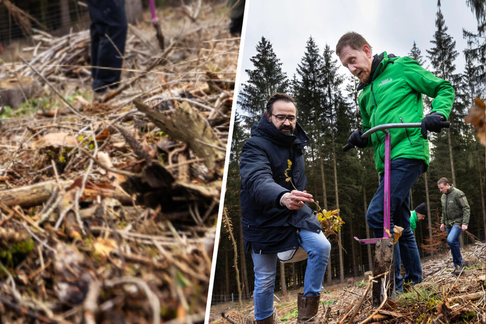 Chemnitz: Mein Baum für Sachsen: MP Kretschmer pflanzt mit Unterstützung 300 Eichen