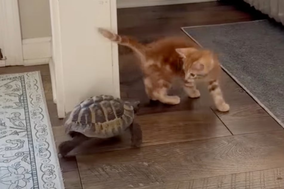Das Katzenjunge Bert kann mit den "Liebesavancen" von Schildkröte Nelly nichts anfangen, hat eher Schiss vor ihm.