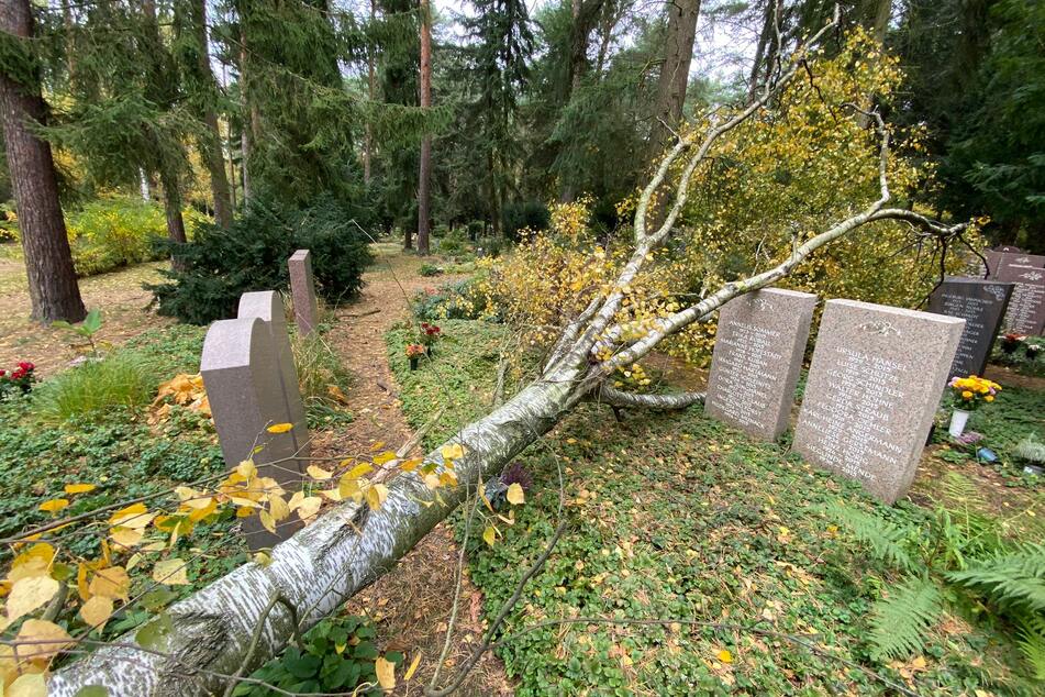 Eine umgestürzte Birke auf dem Heidefriedhof im Dresdner Norden.