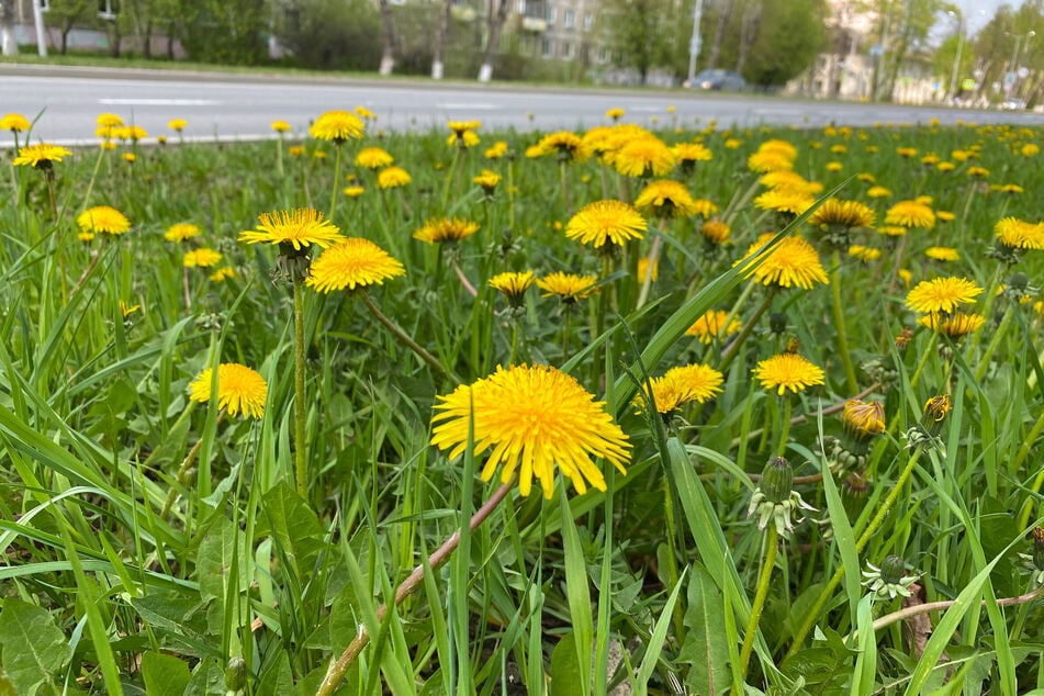 Wer Löwenzahn essen möchte, sollte ihn nicht unbedingt an einer Straße ernten.