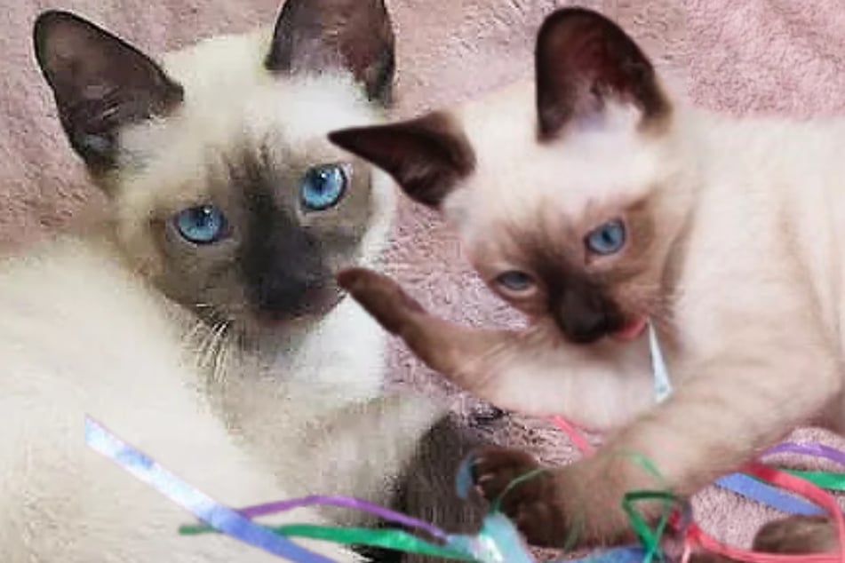 Linda gata siamesa espera un final feliz después de un pasado difícil