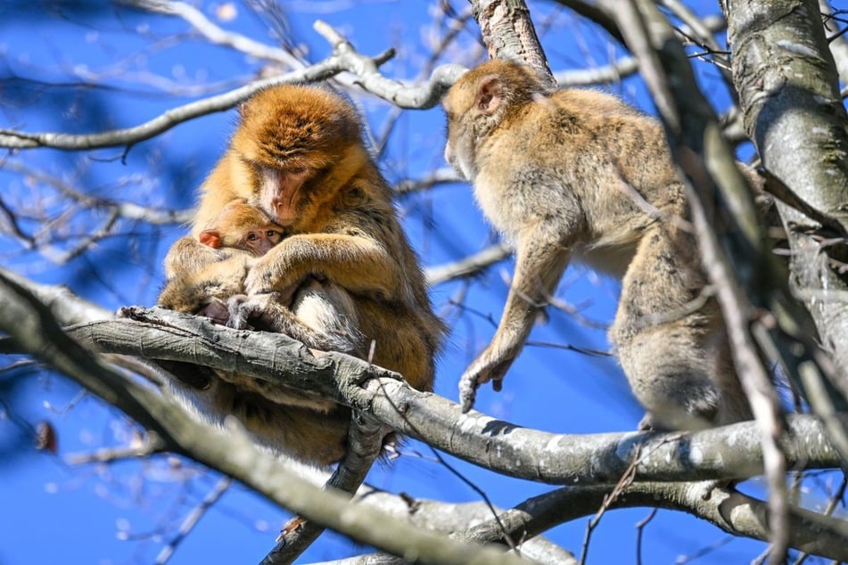 Der Affenberg in Salem feiert 50. Geburtstag.