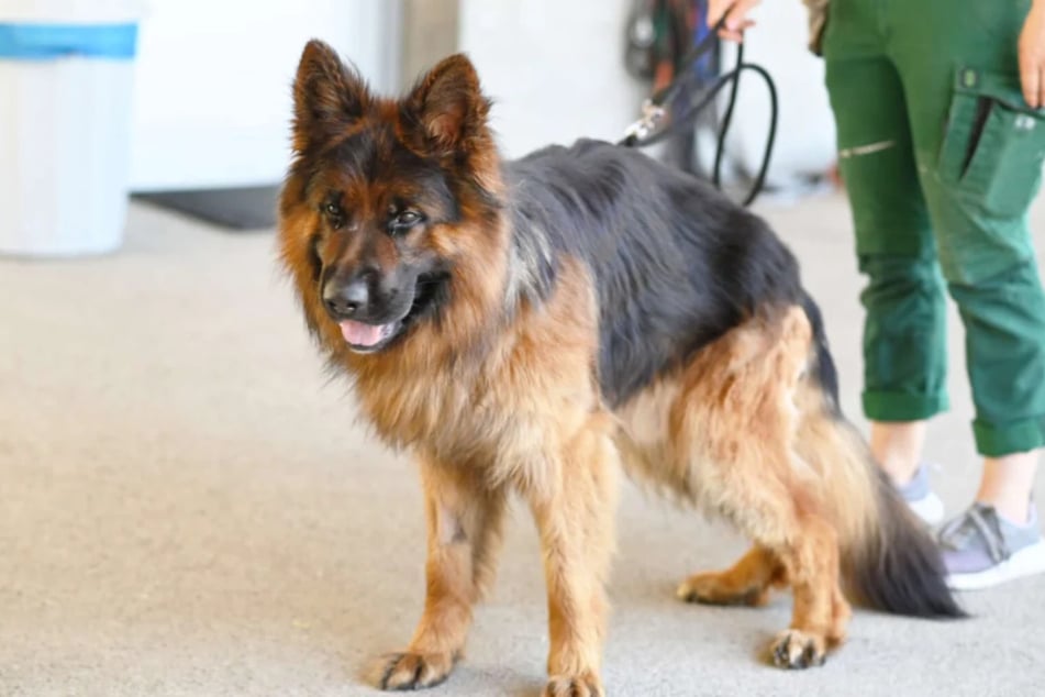 Wer kann dem jungen Hund ein treppenloses und liebevolles Zuhause für immer schenken?
