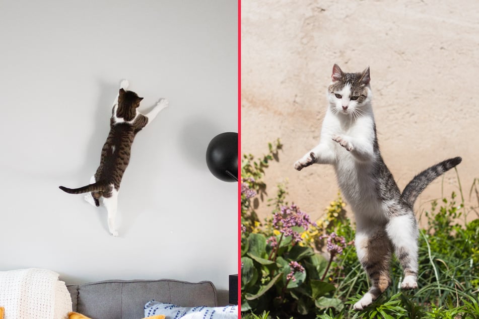 Cats are remarkably good at jumping, but how high can they get?