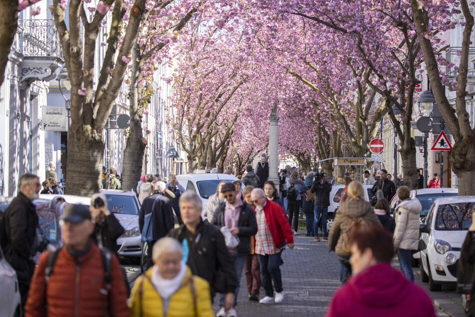 Kirschblüten-Spektakel lockt alljährlich Touristen-Scharen an: Wann ist es dieses Mal so weit?