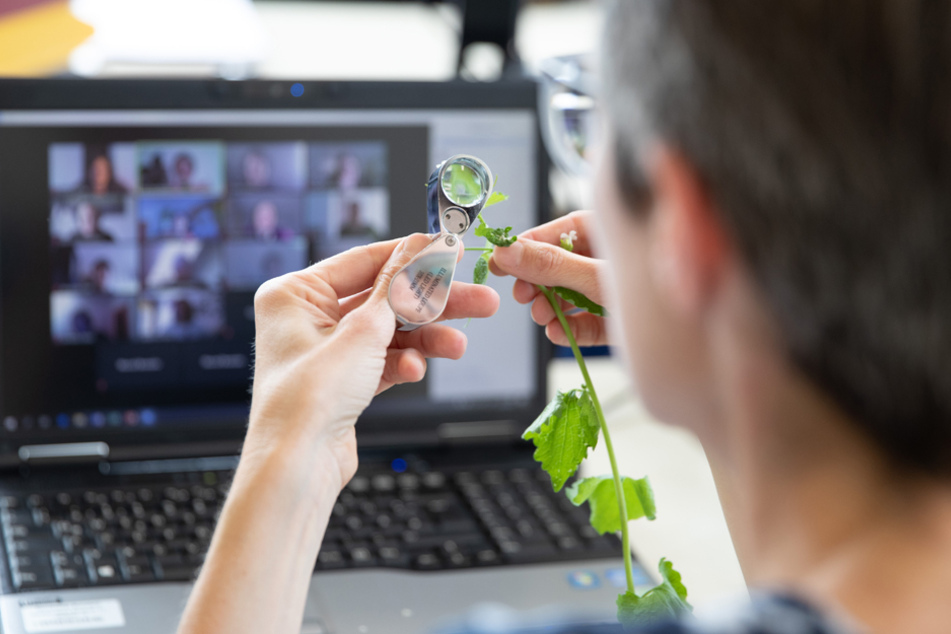Neue Wege: Zusammen mit per Videokonferenz zugeschalteten Studierenden untersucht eine Dozentin eine Pflanze. (Archivbild)