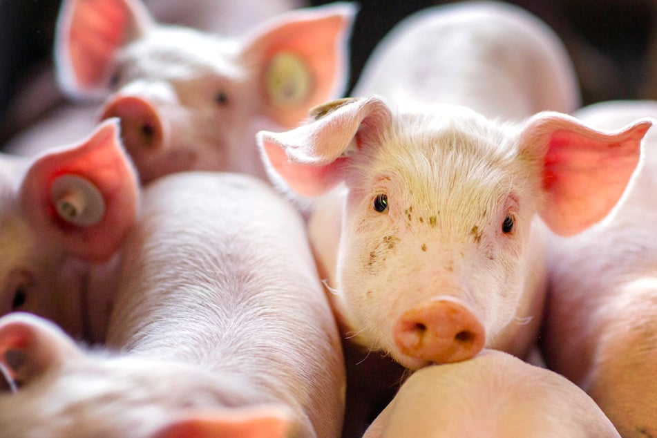 Die Zahl der Schweine-Betriebe in Bayern nimmt ab. (Symbolbild)