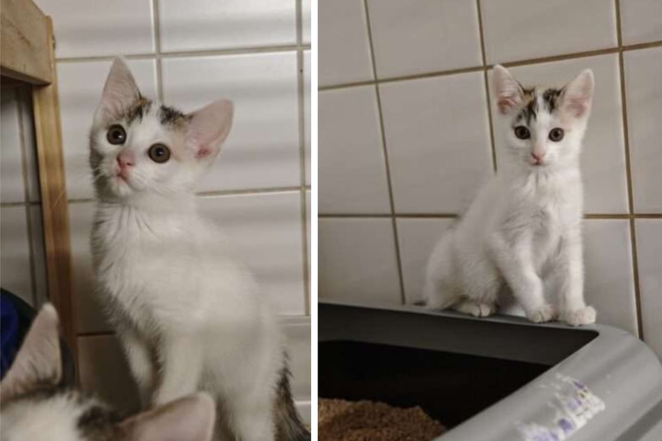 Bella kam gemeinsam mit Betty ins Tierheim und beide hoffen nun auf ein gemeinsames Zuhause.