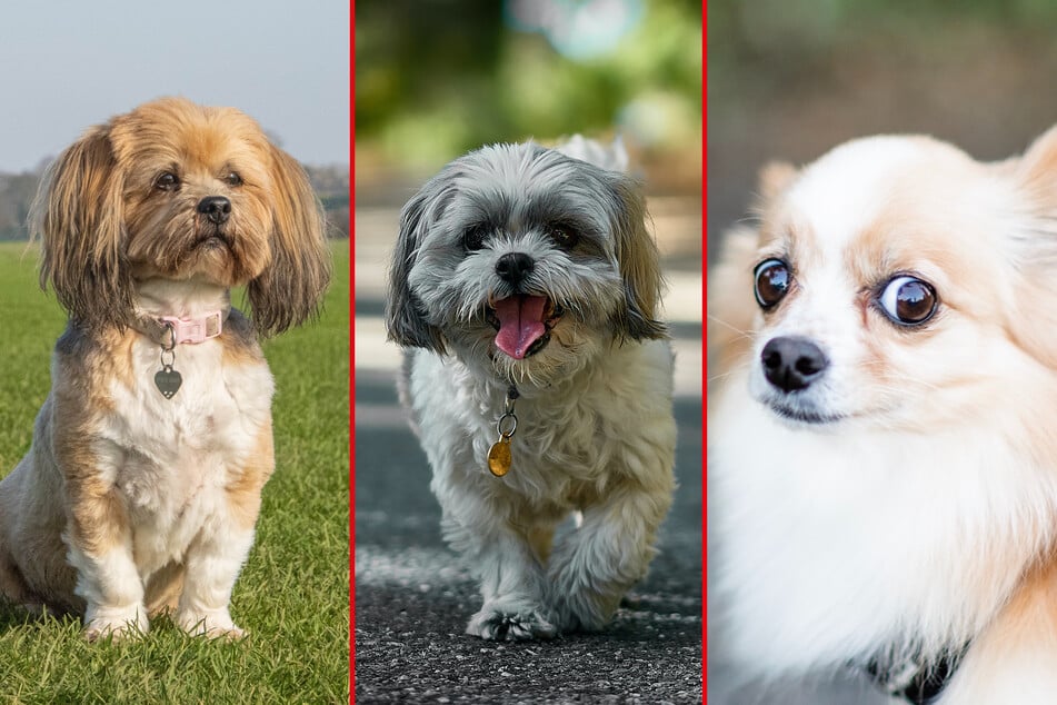 There are many beautiful and adorable small dog breeds in the world.