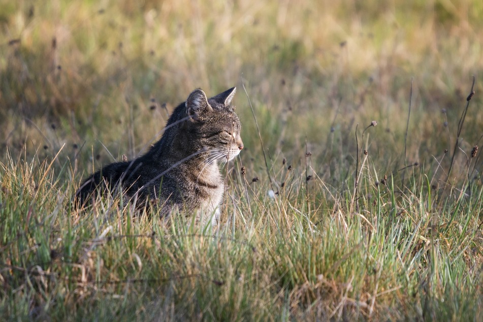 Während Katzen noch als frei lebende, reine Nutztiere dienten, waren Herbstkatzen manchmal schwächer.