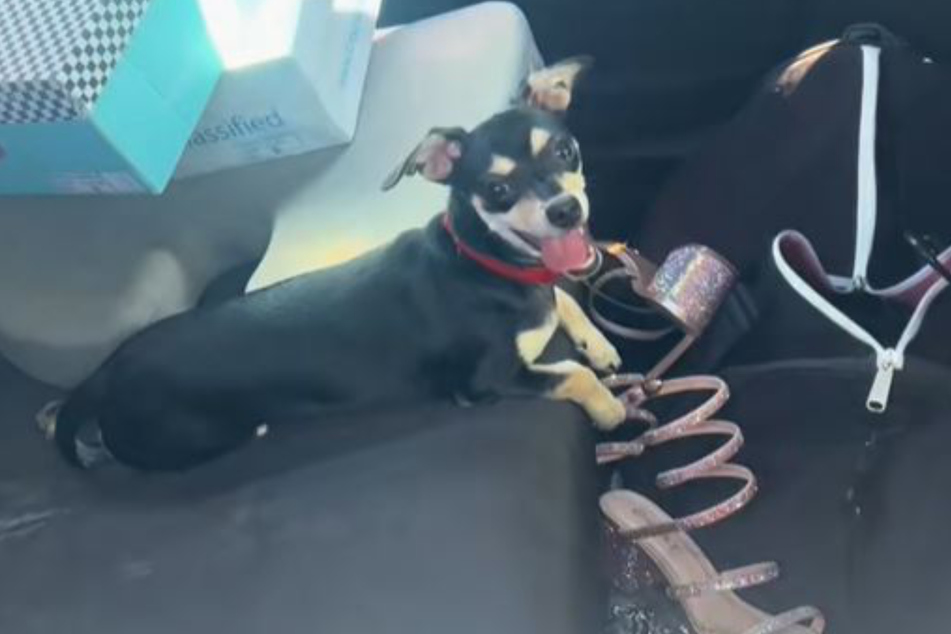 Hechelnd saß der arme Chihuahua im Hitze-Auto.