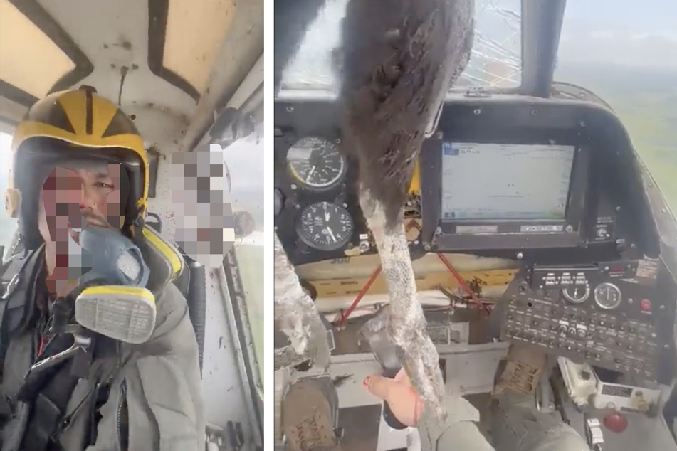 Der Pilot filmte sich und das Tier, was in der Windschutzscheibe seines Cockpits steckte.