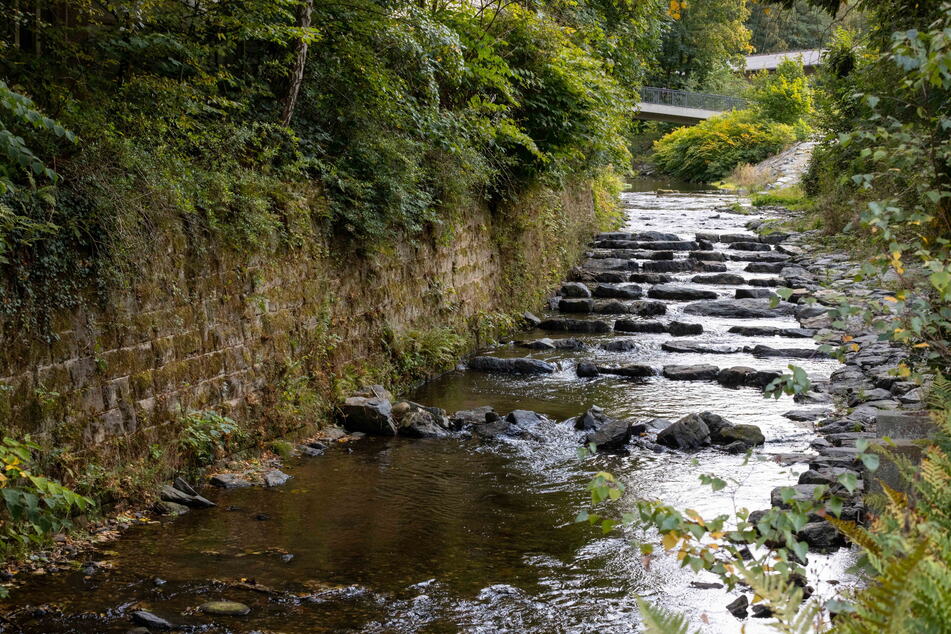 Der Fluss Gottleuba - hier mit Fischtreppe - gilt als einigermaßen gesund.