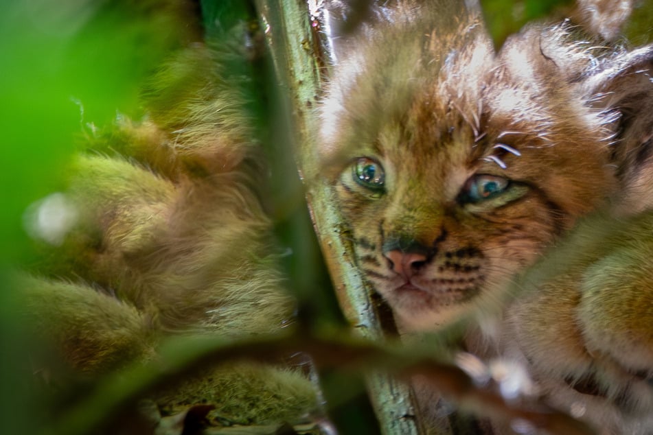 Niedlicher Nachwuchs im Harz: Luchs-Kätzchen schon jetzt für Größeres bestimmt