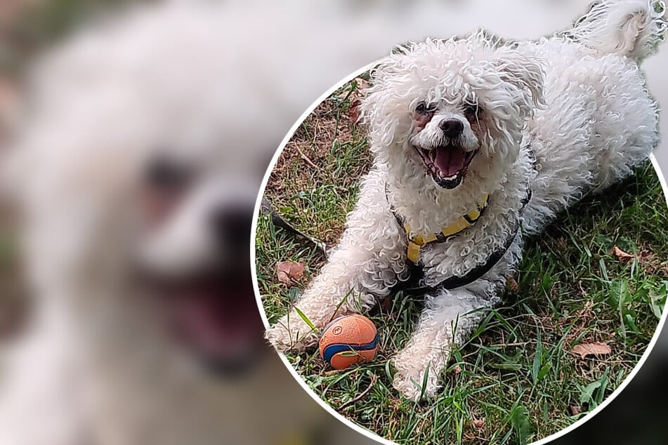 Adorable mezcla de maltés es difícil de entregar: Por eso, Willi necesita personas especiales