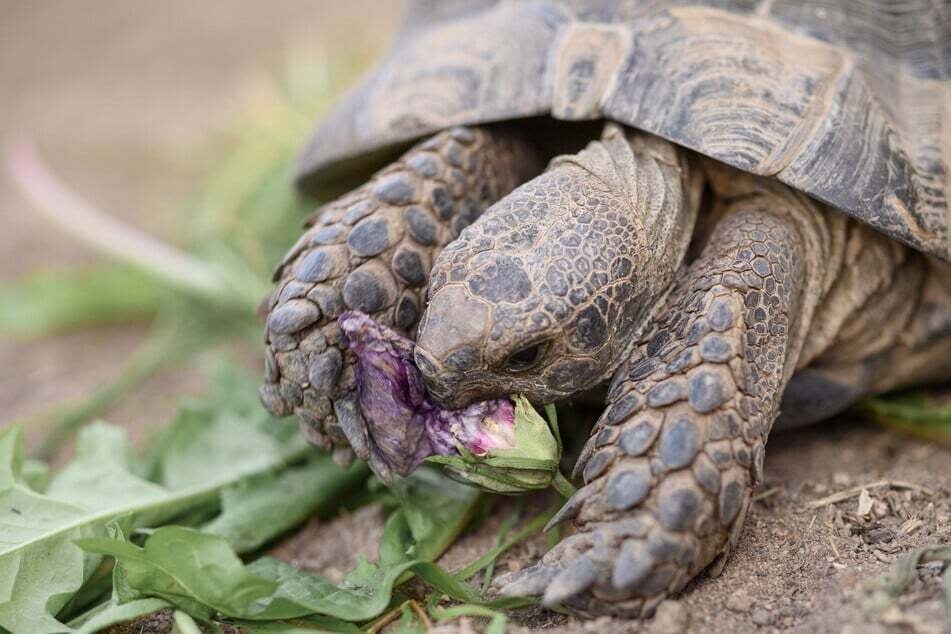 Eine hundertjährige Maurische Landschildkröte wollte ausbüxen – und landete am Infostand der Polizei. (Symbolbild)
